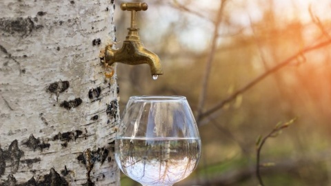 Sok z Brzozy Naturalny 750ml / Naturo